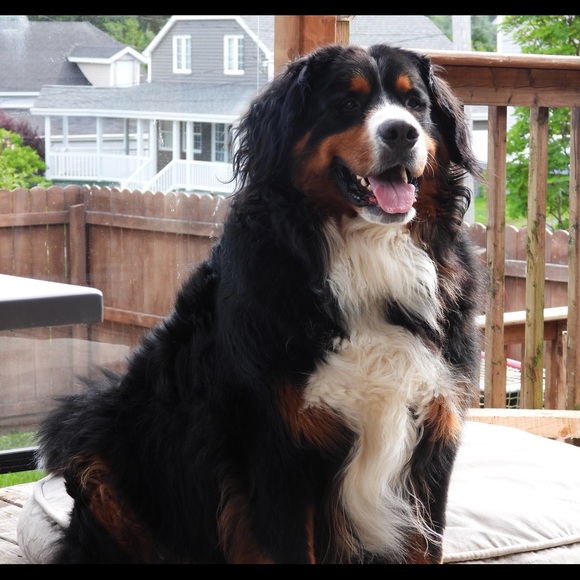 Meet your Posher, Lisa - Picture 1 of 1